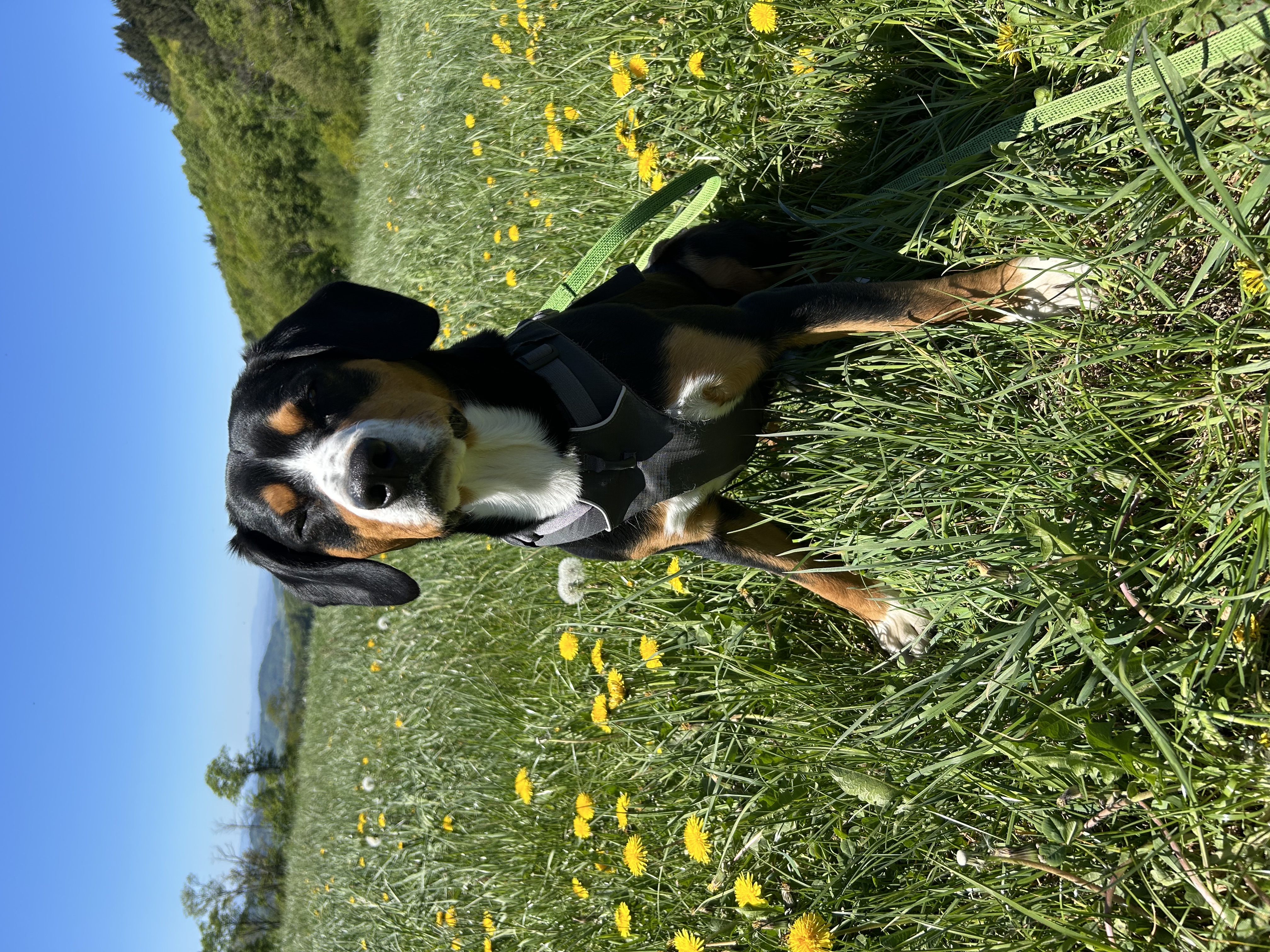 taurin im hundefutter haustierkost.de Truthahn mit Kartoffel, 1kg – haustierkost.de® main image 0